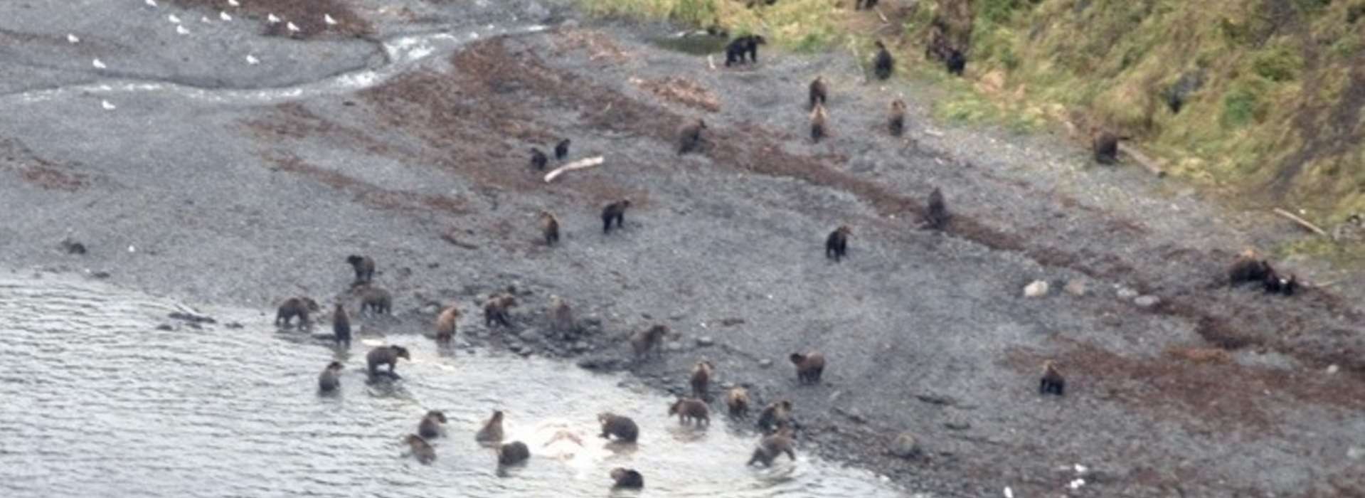 Bear Hunt Rates Bear Hunt Rates